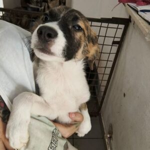 CIAN (♂) -ausgereist zur Tierhilfe Lebenswert (AM)