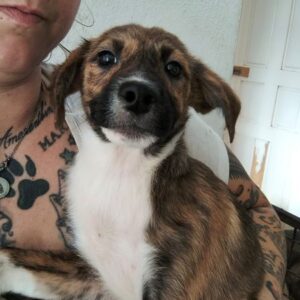 HENRIKE (♀) - ausgereist zur Tierhilfe Lebenswert DR 06.12.2024