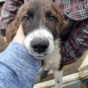 KIBA (♀) - auf PS im PLZ Bereich 73