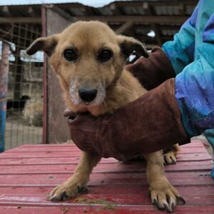 CODRUTA (♀) - RBB 01/25