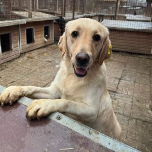 KIANA (♀) - ausgereist zu Tiere in Not Odenwald e.V.