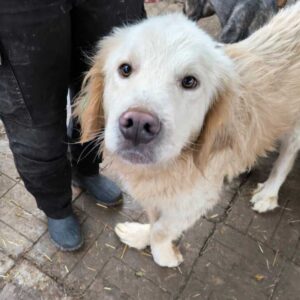 TAPS (♂) - vermittelt MH