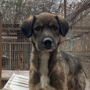 XANTI (♂) Notfall - viel zu dünn (12/24)