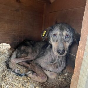 NASH (♂) - NOTFALL! Starke Hautprobleme, viel zu dünn - reserviert clinic (TINO) PM 09.01.