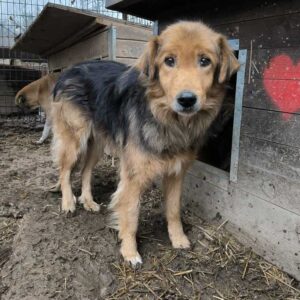 MUFASA (♂) - ausgereist zum Verein Angsthund (AL)