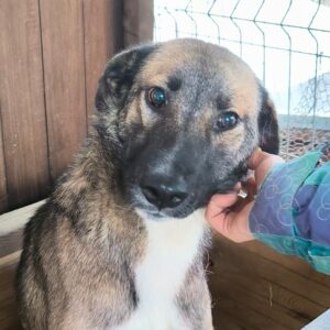 CAKE (♀) - ausgereist zu Tiere brauchen Freunde (AL)