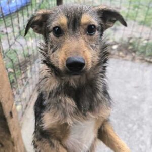 VANDA (♀) - auf PS im PLZ Bereich 24 (NE) *ausgereist* - vermittelt