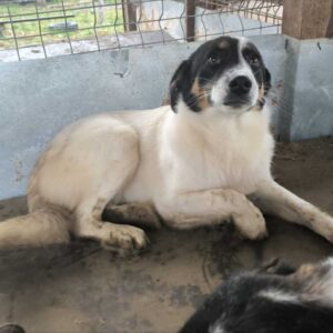 ELIZ (♀) - auf PS im PLZ Bereich 21 (SE)