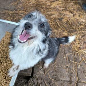 ANGELINO (♂) - auf PS im PLZ Bereich 18 - reserviert