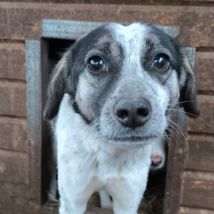 BLUEBERRY (♀) - vermittelt BD