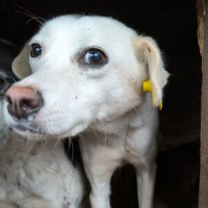 MORRIGHAN (♀) - ausgereist zu Kathleen Müller (AL)