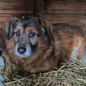 NOBEL (⚤) - ausgereist zum TH Gelnhausen (AL)