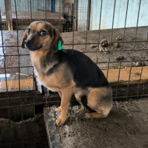 MELISANDE (♀) - ausgereist zu Vierbeiner in Not (AL)