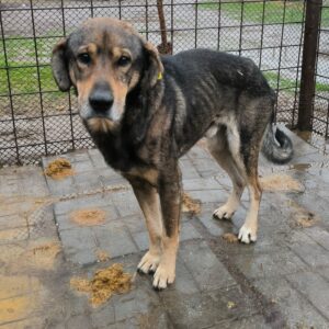 GANDALF (♂) - ausgereist zu Step by Paw (AL)