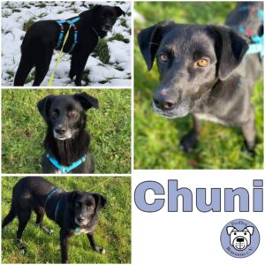 Chuni (♀) in 58256 Ennepetal - vermittelt