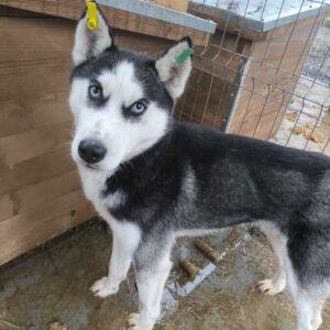 GUESH (♂) - NOTFALL- Mobbingopfer - wurde gebissen- sollte zeitnah reisen!