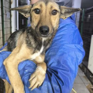 FAIRY (♀) - ausgereist zur Tierhilfe Lebenswert DR 31.01.25