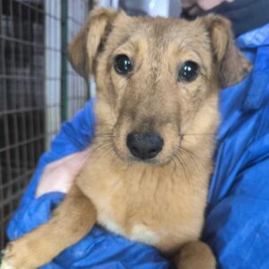 TJARA (♀) - ausgereist zur Tierhilfe Lebenswert DR 31.01.25