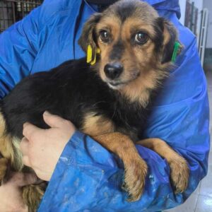 LYKKE (♀) - auf PS im PLZ Bereich 18 - vermittelt