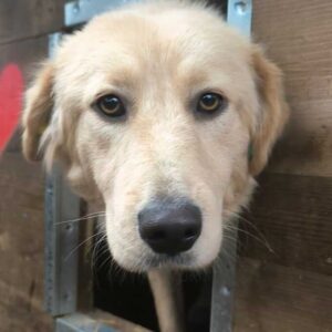 ALVA (♀) - ausgereist zu Kathleen Müller (AL)