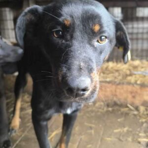 ROXIE (♀) - vermittelt JW