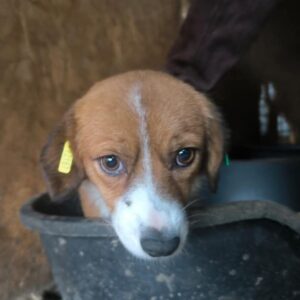 LOVELACE (♀) - ausgereist zum TH Gelnhausen (AL)