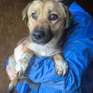 LINECKER (♂) - auf PS im PLZ Bereich 42 (SE) *ausgereist* - vermittelt