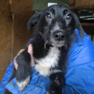 JOSELIE (♀) - auf PS im PLZ Bereich 78 (NE)