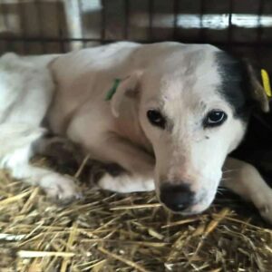 SCOOBY(♀)-unrundes Gangbild und Hautprobleme-