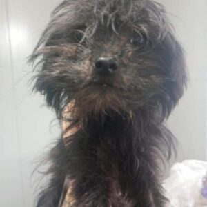 PILIE (♀) - ausgereist zur Tierhilfe Lebenswert DR 20.12.24