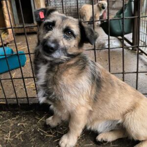 SKAG (♂) - ausgereist zu Tiere in Not Odenwald e.V.