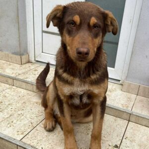 CRUSO (♂) - auf PS im PLZ Bereich 42 (NE) *ausgereist* - vermittelt