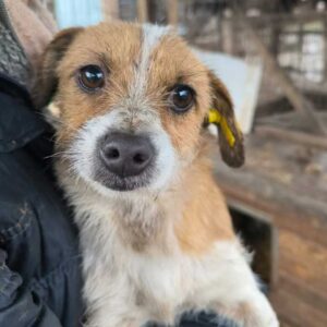 LINA (♀) - ausgereist zum TH Tuttlingen