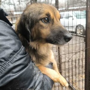 LAMETTA (♀) - ausgereist zu Vierbeiner in Not (AL)