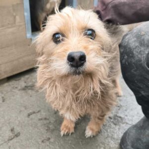 IDJE (♀) - auf PS im PLZ Bereich 18 - vermittelt