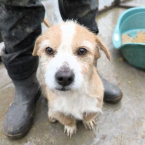 JACQUE (♂) - auf PS im PLZ Bereich 18 - vermittelt