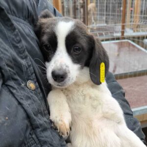 PILU (♀)- auf PS im PLZ Bereich 16 - vermittelt