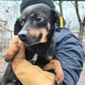 JORA (♀) - auf PS im PLZ Bereich 18 - vermittelt