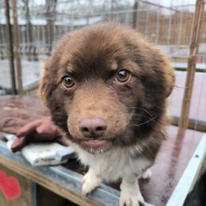 BLOSSOM (♀) - ausgereist zu Tiere in Not Odenwald e.V.
