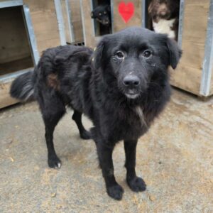 SINCLAIR (♂) - auf PS im PLZ Bereich 86 (NE) - vermittelt