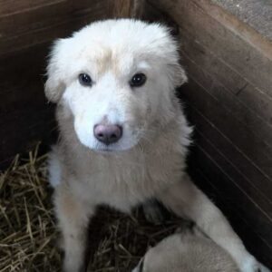 BANTU (♂) - vermittelt MH