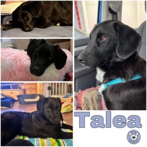 TALEA (♀) in 84326 Rimbach bei Eggenfelden - vermittelt