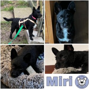 Miri (♀) in 92637 Weiden - vermittelt