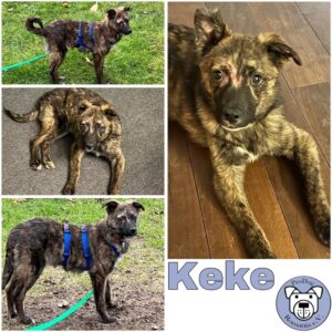 Keke (♂) in 92637 Weiden - reserviert