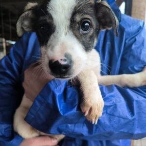 KIWI (♀)- ausgereist zu Vierbeiner in Not (AL)