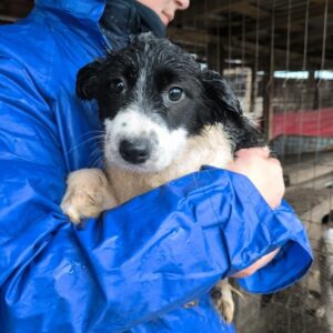 PANDUR (♂) - ausgereist zu Vierbeiner in Not (AL)