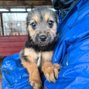 JANERA (♀) - ausgereist zu Vierbeiner in Not (AL)