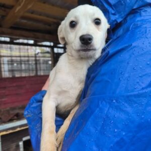 KIARAN (♂) - ausgereist zu Vierbeiner in Not (AL)