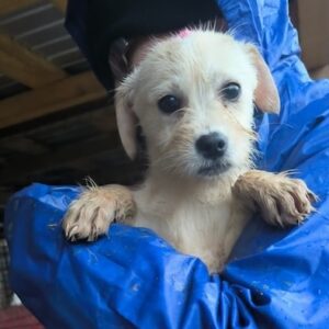 SINFONIE (♀) - ausgereist zu Vierbeiner in Not (AL)