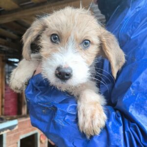 GUSTL (♂) - Notfall in Rumänien - jetzt auf PS im PLZ 54 (NE) - vermittelt